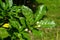 Bunch of homegrown white budding jasmine flowers and vibrant green leaves with sunlight reflection and blurred glass background