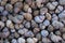 A bunch of huge grape snails grey shells, top view, background