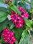Bunch I'd pink flowers with buds in green plant