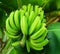 a bunch of immature green Ambon bananas growing behind the house