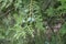 Bunch of immature seed cones of Platycladus orientalis in June