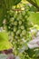 Bunch of immature wine grapes hanging on a branch in the vineyard, grapes green leaves