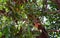 Bunch of Indian Alphonso Mangoes on Mango Tree - Mangifera Indica