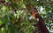 Bunch of Indian Alphonso Mangoes on Mango Tree - Mangifera Indica