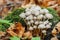 Bunch of inedible mushrooms featuring moss and autumn leaves close-up