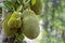 a bunch of jackfruit hanging