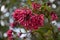 Bunch of Jessamine red Cestrum flower