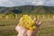 Bunch of juicy grapes in farmer`s hand. Vineyard and mountains on background