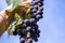 A bunch of juicy ripe Isabella grapes in a woman`s hand, against the sky