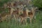 A bunch of juvenile impala