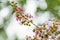 Bunch of Lagerstroemia speciosa flowers