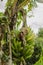 Bunch Of Lakatan Bananas On Tree