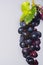 Bunch of large organic table dark grapes