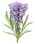 Bunch of lavandula or lavender flowers isolated on white background