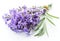 Bunch of lavandula or lavender flowers on white backgro