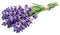 Bunch of lavandula or lavender flowers on white background