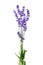 Bunch of lavender flowers on white background isolated