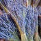 Bunch of lavender, Provence