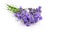 Bunch lavender therapeutic herbs, on white