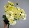 Bunch of lemon yellow ranunculus Butterfly