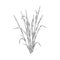 Bunch of lemongrass spicy plant, engraving sketch vector illustration isolated.
