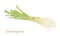 Bunch of lemongrass tied with rope isolated on white background. Vector