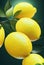 a bunch of lemons hanging from a tree branch with leaves on it\\\'s branches and a green background