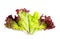 Bunch lettuce leaves on a white background