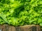 Bunch of lettuce on a wooden tray. Salad concept. Vitamin of natural origin. Leaves up close. Grass background for food. Useful