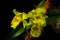 Bunch of light green cattleya orchids background