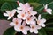 A Bunch of Light Pink Frangipanis with Golden Centers