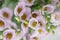 Bunch of lilac eustoma flowers in glass vase. Love Vintage background with flowers. Wallpapers for phone