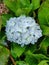 Bunch of lite blue croton flower like lotus