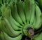 A bunch of little green bananas. Tropical products