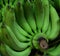 A bunch of little green bananas. Tropical products