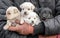 Bunch of little puppies in human hands