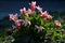 Bunch of low tulips in flowerbed pink flowers