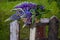 A bunch of lupines in a basket on an old fence against a background of green grass