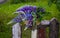 A bunch of lupines in a basket on an old fence against a background of green grass