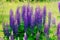 Bunch of lupines summer flower background. Lupinus, lupin, lupine field with pink purple and blue flowers