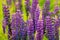 Bunch of lupines summer flower background. Lupinus, lupin, lupine field with pink purple and blue flowers