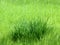 Bunch of lush green grass