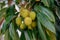 Bunch of Lychee hanging on tree with leaves and branches