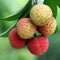 Bunch of Lychee on Plant