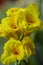 A bunch of macro closeup yellow canna lily flower
