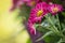 Bunch of magenta red Chrysanthemums close up in fall garden