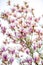 Bunch of magnolia pink flower over white background summer time.