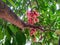 A Bunch of Malay Rose Apple or Plumrose Fruits (Syzygium Malaccense)