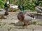 Bunch of male wild ducks standing, hanging out, one wild mallard drake in front.