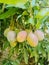 Bunch of mango fruits ready to harvest